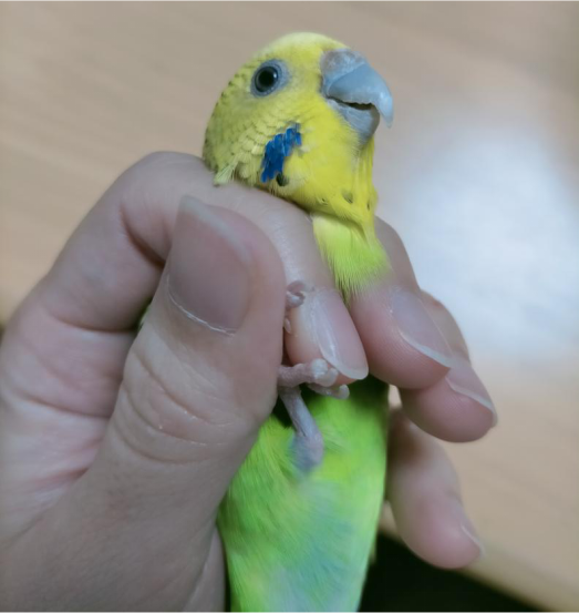 飼い鳥の爪切り時の保定（右足）