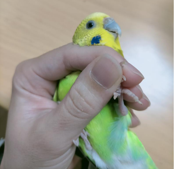 飼い鳥の爪切り時の保定（左足）